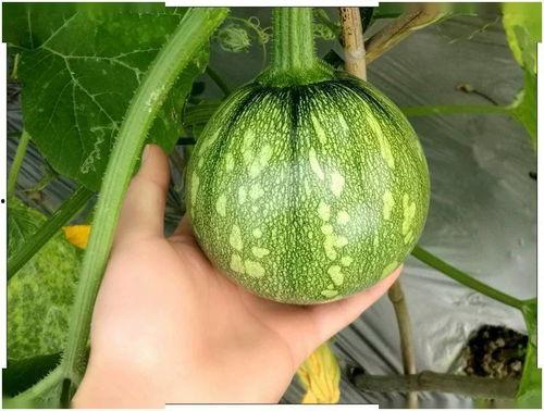 贵州工商吃瓜事件,一地瓜农维权引发的舆论风波