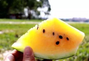 黄毛怪吃瓜,一场奇妙的味蕾冒险