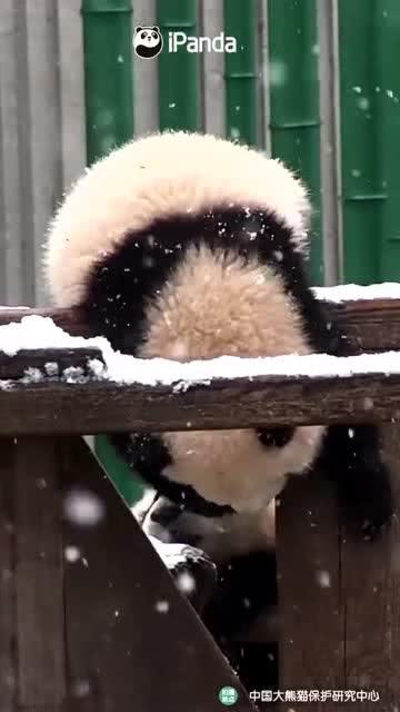 吃瓜小熊胖猫,揭秘萌宠界的美食探险记