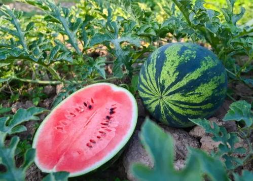 漯河吃瓜,吃瓜群众的味蕾盛宴