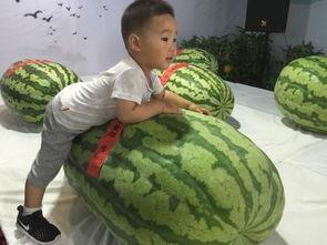 廊坊最新吃瓜事件,最新吃瓜事件揭秘，真相令人咋舌