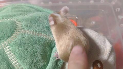 老鼠吃瓜事件,一场意外引发的趣味事件