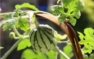 吃瓜花小瓜种子,吃瓜花小瓜种子的种植与收获之旅