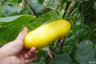 吃瓜不忘啥明珠